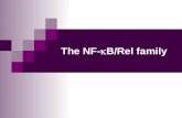 The NF-  B/Rel family