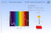 Phytochromes - R/FR photoreceptors