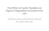 The Effect of Cyclic Peptides on Sigma E Regulation in Escherichia coli