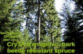 Cry3A transgenic, bark beetle resistant spruce