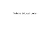 White Blood cells