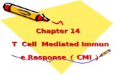 Chapter 14   T  Cell  Mediated Immune Response （ CMI ）