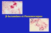 β -lactamines et Pneumocoques