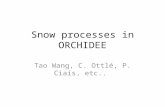 Snow processes in ORCHIDEE