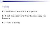 I. T cell maturation in the thymus 1. Process 2. Events