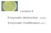 Lecture 5 Enzymatic destruction   (ESBL) Enzymatic modification  ( erm )