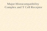 Major Histocompatibility  Complex and T Cell Receptor