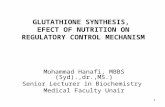 GLUTATHIONE SYNTHESIS,  EFECT OF NUTRITION ON REGULATORY CONTROL MECHANISM