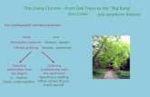 The Living Cosmos - from Oak Trees to the “Big Bang ” Chris Clarke