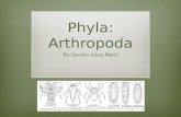 Phyla :  Arthropoda