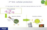 2 nd  link: cellular protection