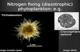 Nitrogen fixing ( diazotrophic ) phytoplankton: e.g.