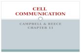 CELL  COMMUNICATION