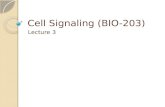 Cell Signaling (BIO-203)