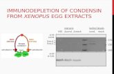 Immunodepletion of Condensin from  Xenopus  Egg Extracts