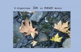 B.Organisms  in  or  near  Water