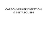 CARBOHYDRATE  DIGESTION &  METABOLISM