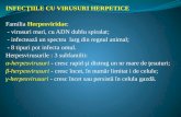 INFECŢIILE CU VIRUSURI HERPETICE Familia  Herpesviridae :