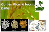 Golden Rice: A boon or bane?