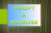 Adopt a microbe 22
