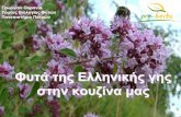 031 φυτά της ελληνικής γης στην κουζίνα μας