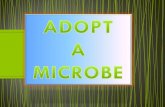 Adopt a microbe by ADAM...