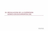 15. Regulacion de La Expresion Genica en Eucariontes III