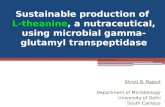 Sustainable production of L-theanine, a nutraceutical, using microbial gamma-glutamyl transpeptidase Shruti B. Rajput Department of Microbiology University.