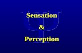 Sensation & Perception. -Discussion Section- Session 2 – Methods Psychophysical Methods Electrophysiological Methods