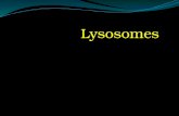 Lysosomes. Lysosomes (derived from the Greek words lysis, meaning "to separate", and soma, "body") are the cell's waste disposal system and can digest.