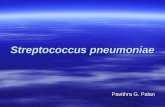 Streptococcus pneumoniae Pavithra G. Palan. INTRODUCTION:  Common name Pneumococcus.  Formerly known as Diplococcus pneumoniae.  Has been reclassified.