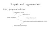 Repair and regeneration Injury program includes: Injury program New organ initiation Primordium activation (dormant buds) Vascular repair Abscission Damage.