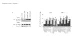 Supplementary Figure.1 NF- κ B p65 / β- actin protein ** ID8HM-1 1 2 3 ** * * * β-actin ID8 HM-1 +CPA(0.7uM)non-treat+CPA(7uM)+CPA(70uM) NF-κB p65 β-actin.