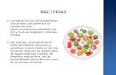 Clase Bacterias
