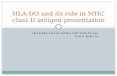 HLA-DO and Its Role in MHC Class II