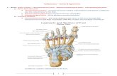 Αρθρώσεις - Joints & Ligaments