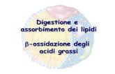 Digestione e assorbimento dei lipidi β-ossidazione degli acidi grassi
