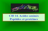 CH 14. Acides aminés Peptides et protéines