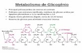 Metabolismo de Glicogênio