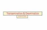 Transamination & deamination