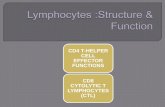 Lymphocytes : Structure & immunological Function