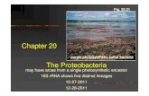 Chapter 20 The Proteobacteria