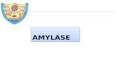 Presentation on Amylase enzyme