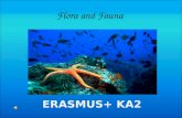 1st Primary School of Sitia-Erasmus +-Presentation of  flora and fauna