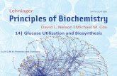 Chapter 14 - Glucose utilization and biosynthesis - Biochemistry