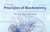 Chapter 16 - The citric acid cycle - Biochemistry