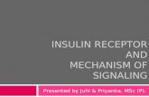 Insulin receptor and mechanism of signalling