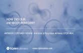 Antibody Customer Review for Anti-Actin β Polyclonal Antibody (STJ91464)