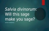 Salvia Divinorum final presentation