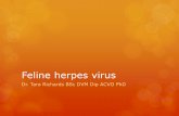 Feline herpes virus